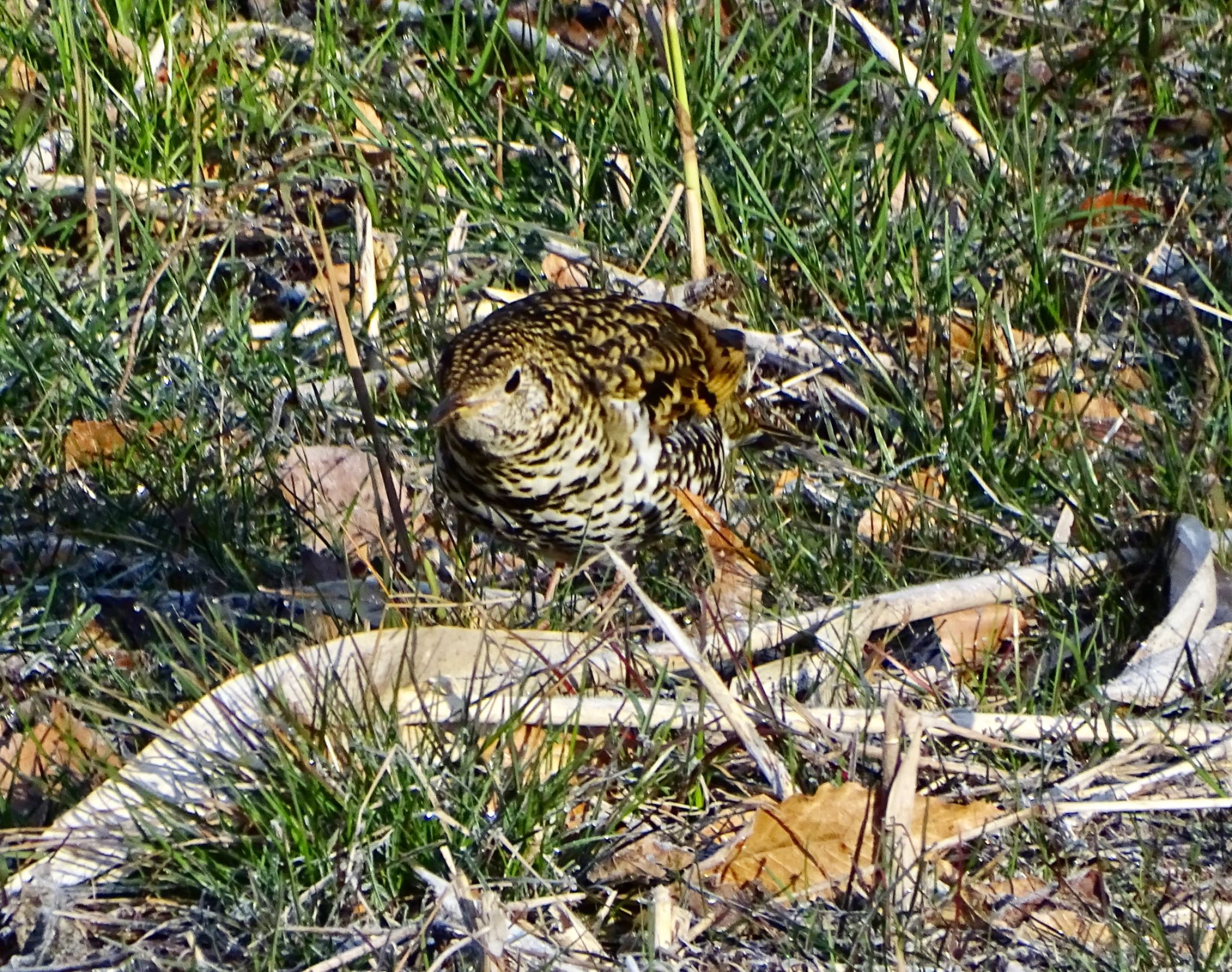 舞岡公園 トラツグミの写真 by KAWASEMIぴー