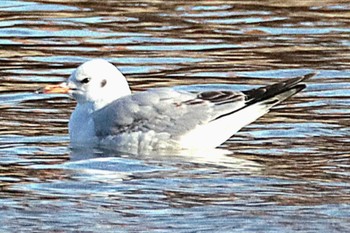 Vega Gull Mizumoto Park Sat, 3/9/2024