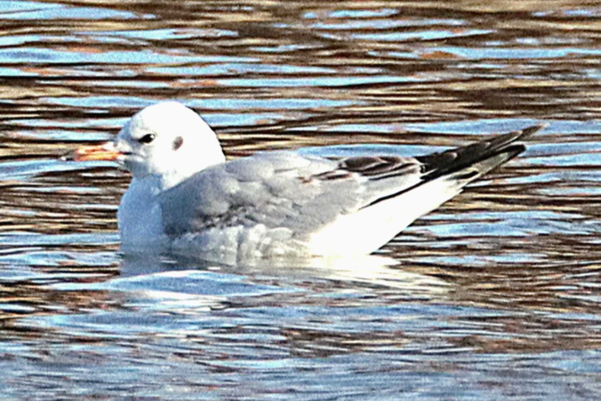 Vega Gull