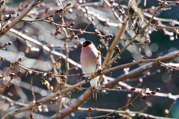 Eurasian Bullfinch Hayatogawa Forest Road Sat, 3/9/2024