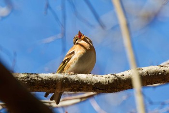 Sat, 3/9/2024 Birding report at Hayatogawa Forest Road