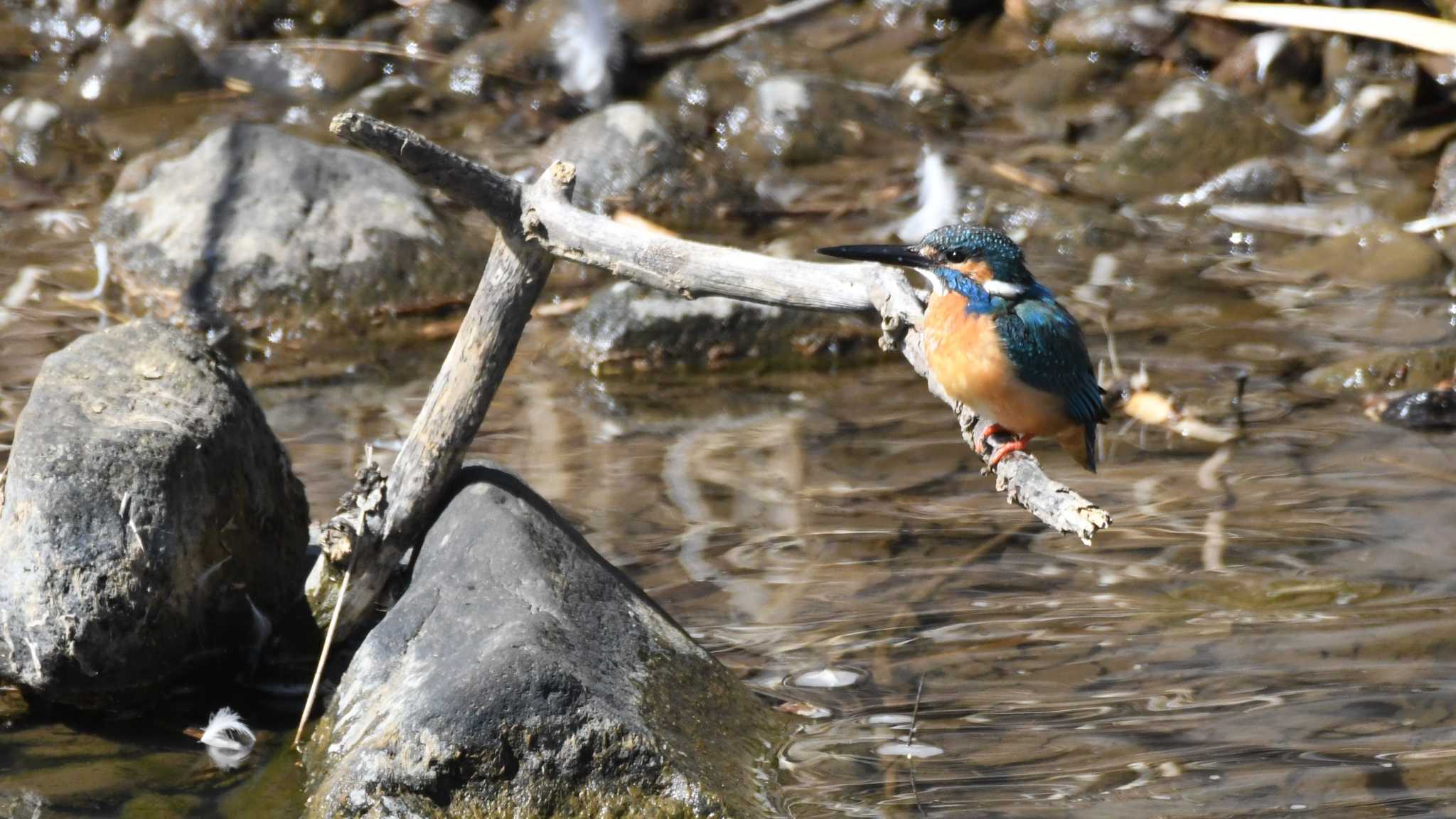 カワセミ