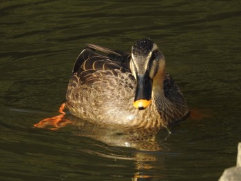 Eastern Spot-billed Duck Shinjuku Gyoen National Garden Wed, 11/28/2018