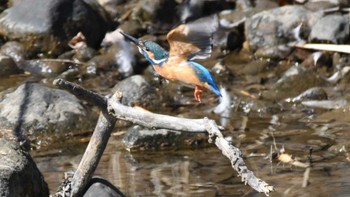 2024年3月10日(日) 佐久市の野鳥観察記録