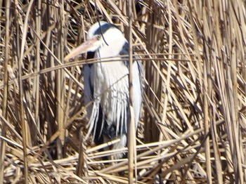 Grey Heron Shin-yokohama Park Sun, 3/10/2024