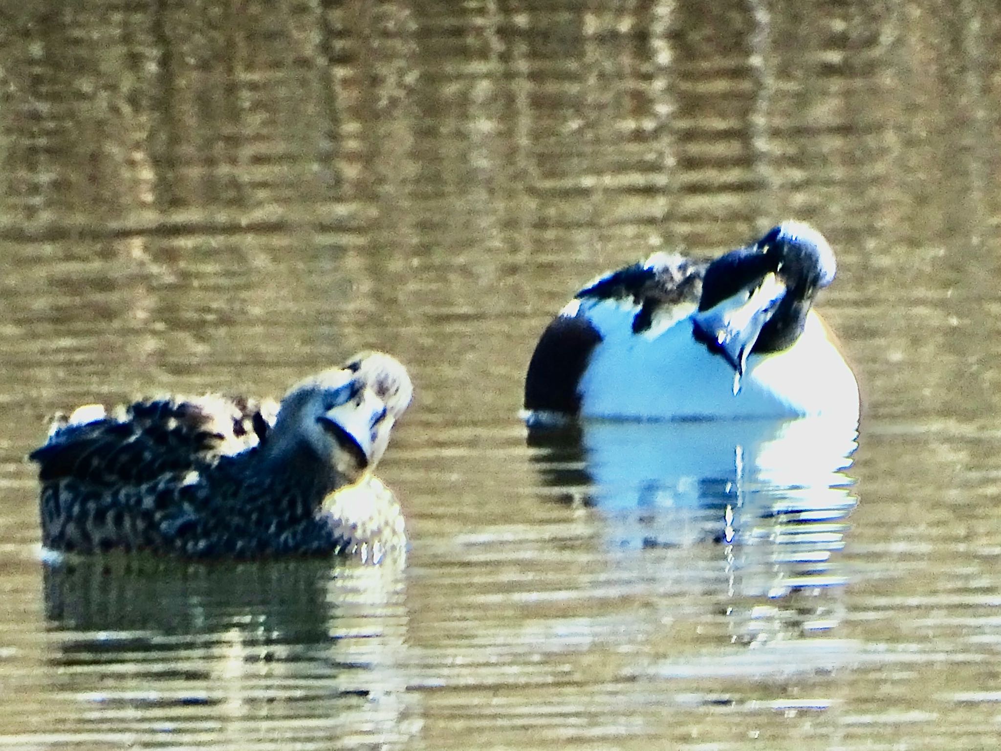 Photo of Northern Shoveler at Shin-yokohama Park by KAWASEMIぴー