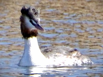 Great Crested Grebe Shin-yokohama Park Sun, 3/10/2024