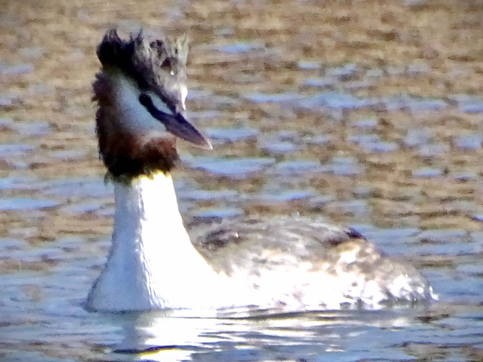 Great Crested Grebe