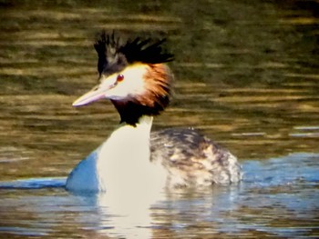 カンムリカイツブリ 新横浜公園 2024年3月10日(日)