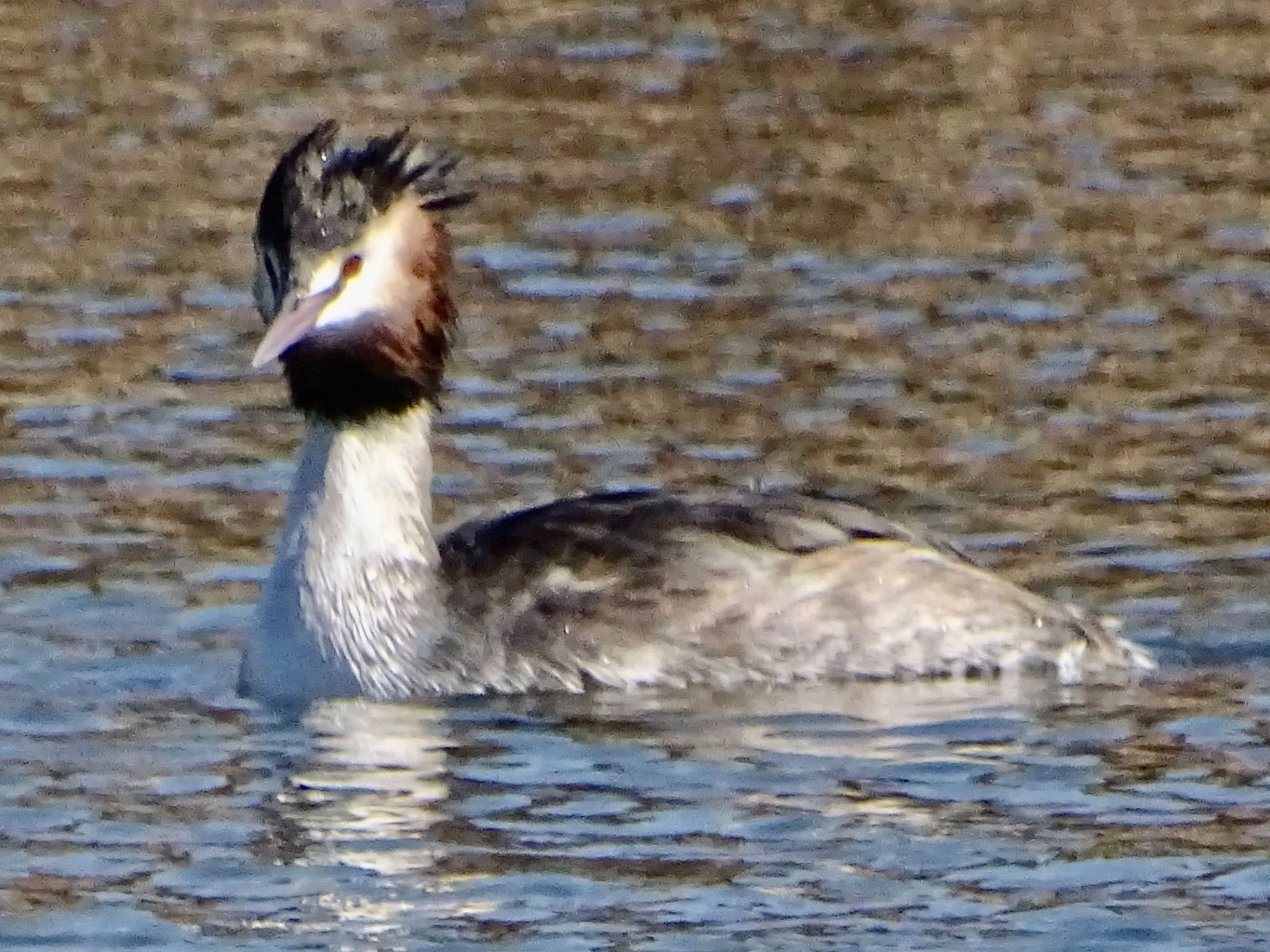 Great Crested Grebe