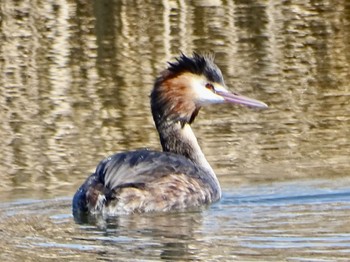 Great Crested Grebe Shin-yokohama Park Sun, 3/10/2024