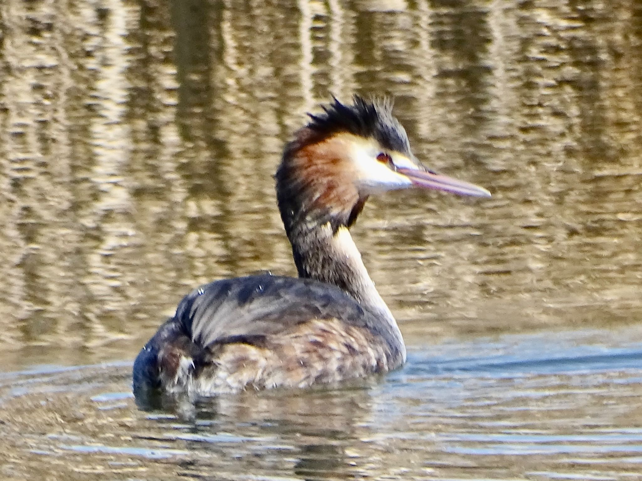 Great Crested Grebe