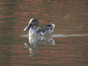 Northern Shoveler Shinjuku Gyoen National Garden Wed, 11/28/2018