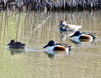 ハシビロガモ 新横浜公園 2024年3月10日(日)