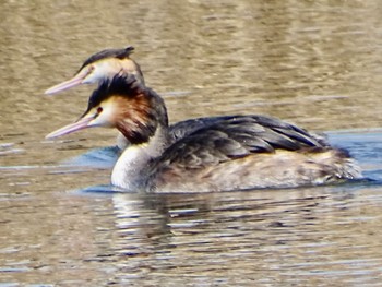 Great Crested Grebe Shin-yokohama Park Sun, 3/10/2024