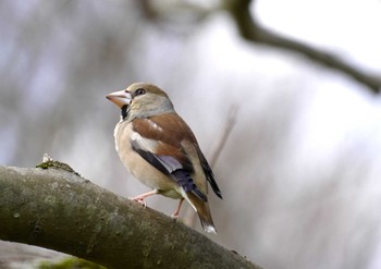 Hawfinch 馬見丘陵公園 Sun, 3/10/2024