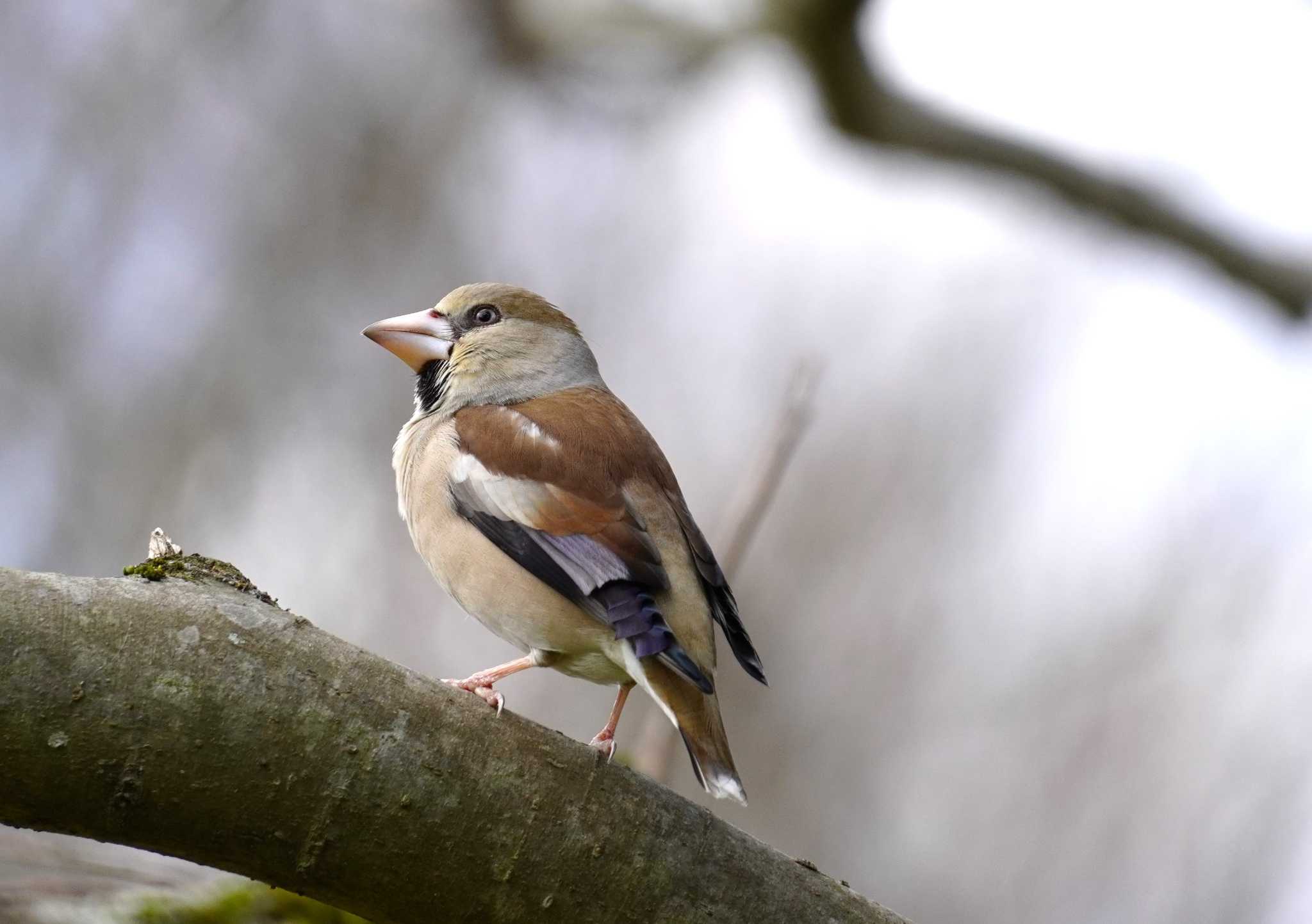 Photo of Hawfinch at 馬見丘陵公園 by jasmine