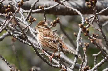 Rustic Bunting Unknown Spots Sun, 3/10/2024