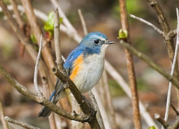 Red-flanked Bluetail 馬見丘陵公園 Sun, 3/10/2024