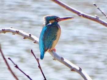 Common Kingfisher Shin-yokohama Park Sun, 3/10/2024