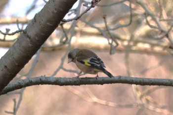 Grey-capped Greenfinch 野岳湖公園(長崎県大村市) Fri, 3/8/2024