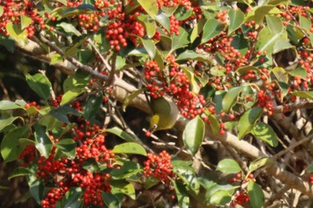 Warbling White-eye 野岳湖公園(長崎県大村市) Fri, 3/8/2024