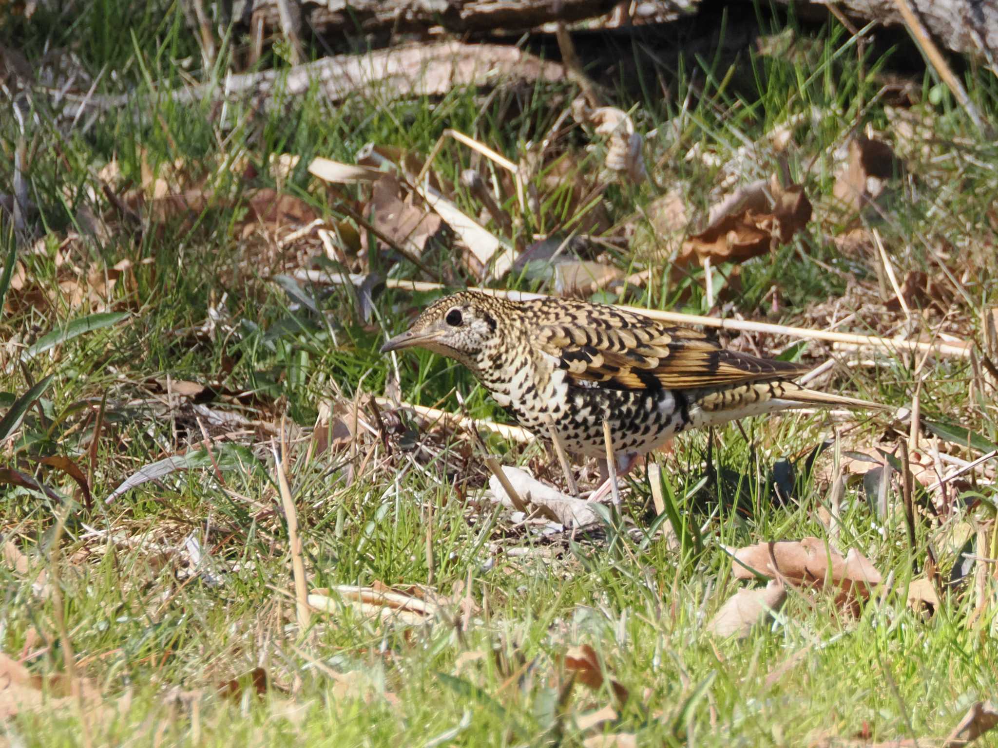 Photo of White's Thrush at Maioka Park by こむぎこねこ