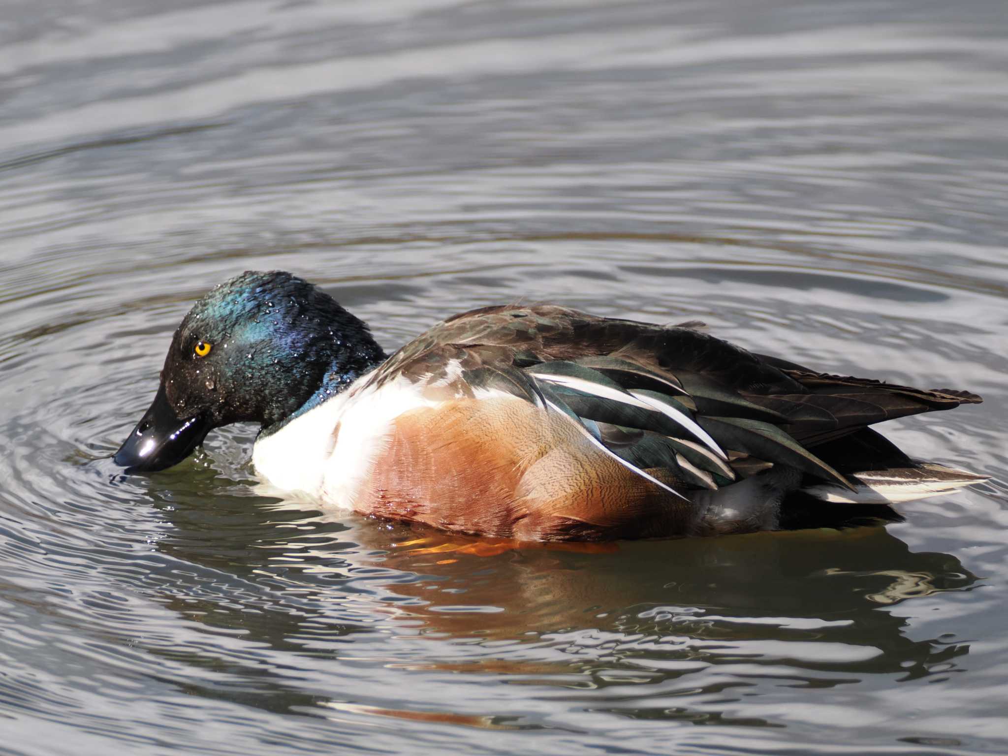 Northern Shoveler