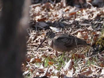 Eurasian Woodcock Maioka Park Sun, 3/10/2024