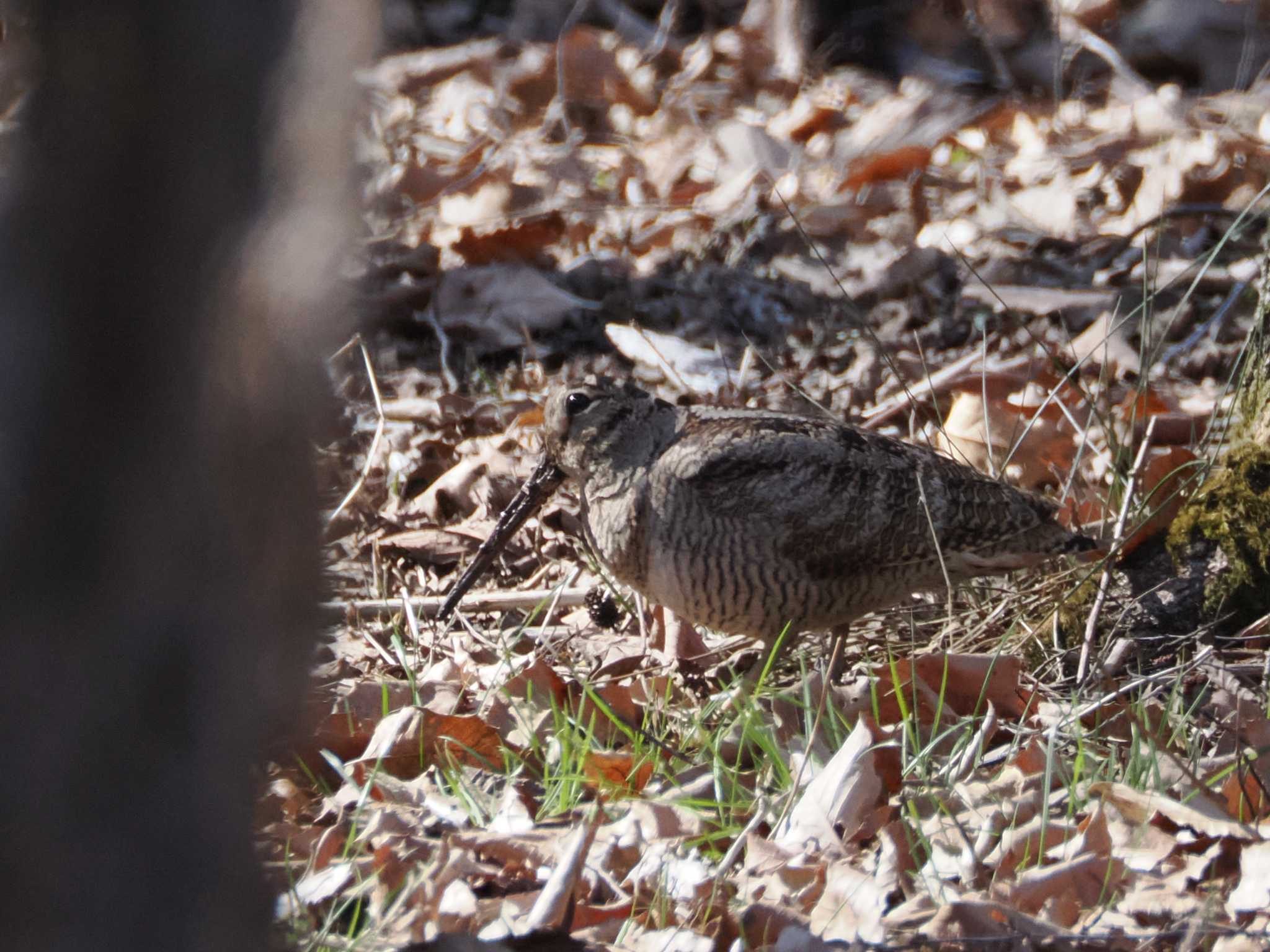 Eurasian Woodcock