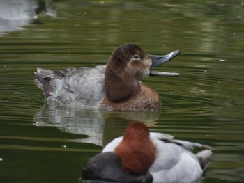 Common Pochard 清澄庭園(清澄公園) Sun, 1/28/2024