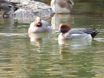 Eurasian Wigeon 清澄庭園(清澄公園) Sun, 1/28/2024