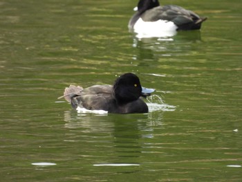 Tufted Duck 清澄庭園(清澄公園) Sun, 1/28/2024