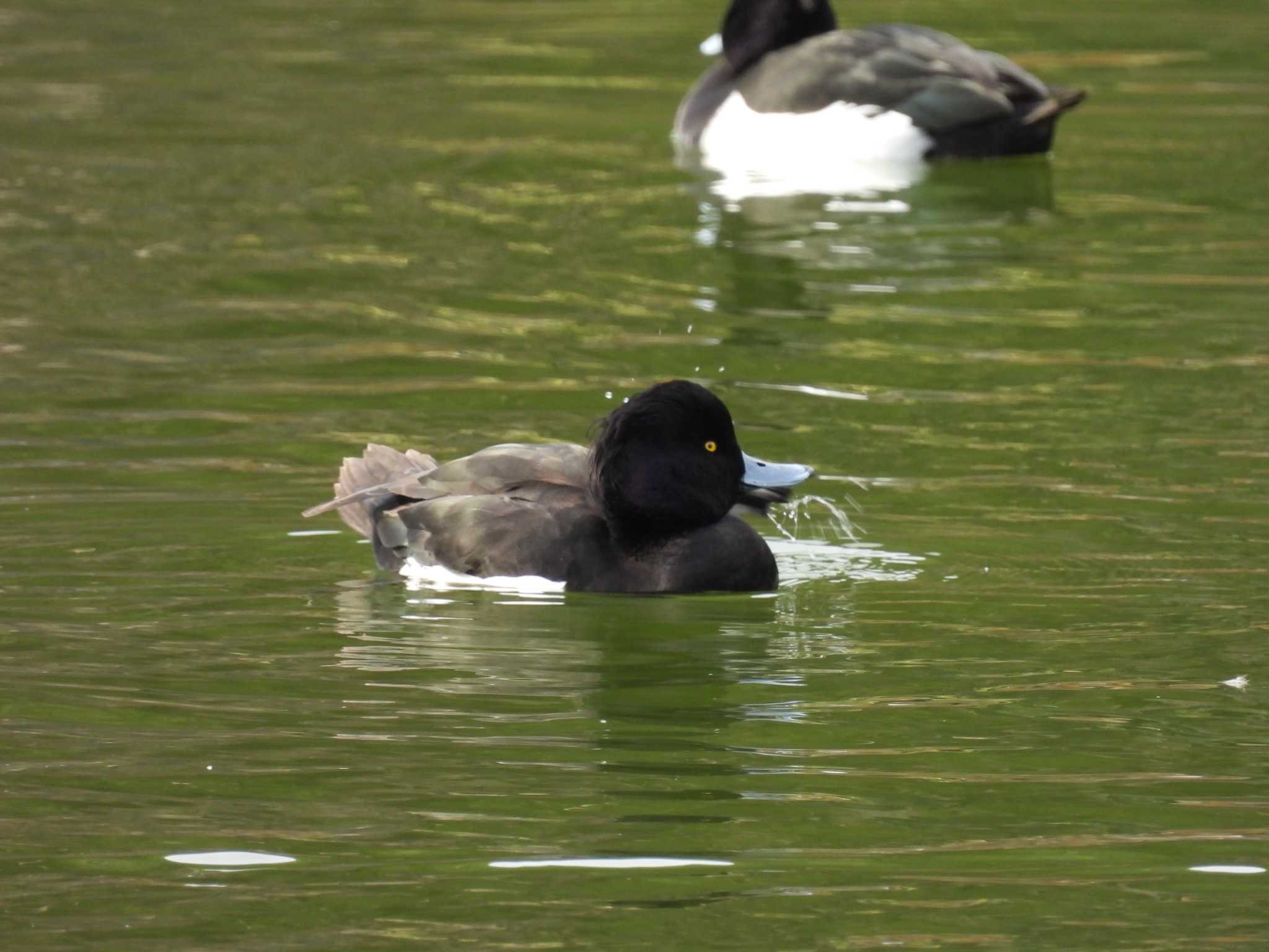 Tufted Duck