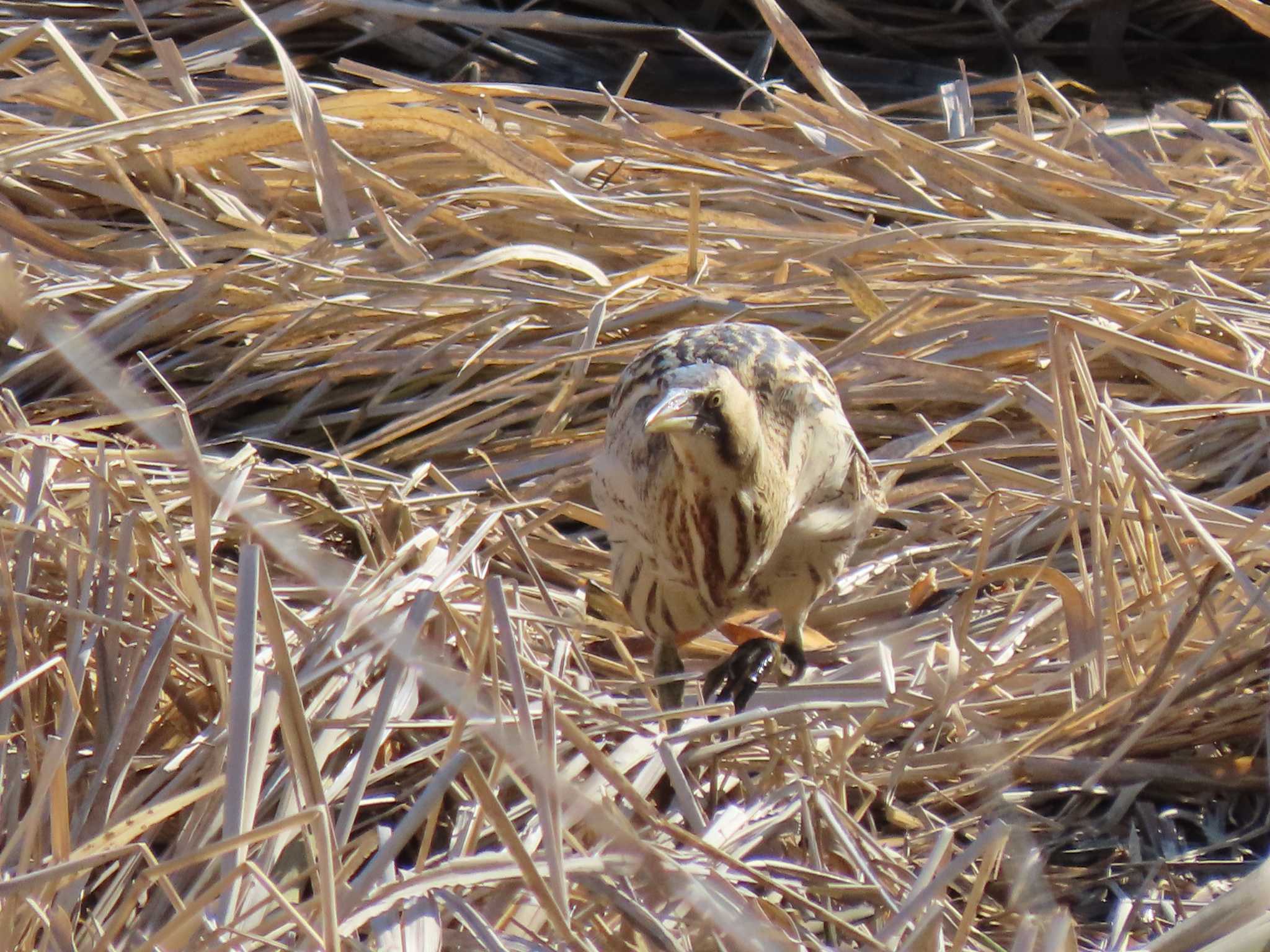 Eurasian Bittern