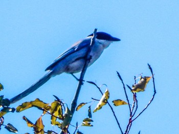 2024年3月9日(土) 葛西臨海公園の野鳥観察記録