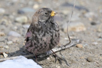 Asian Rosy Finch Unknown Spots Sat, 3/2/2024