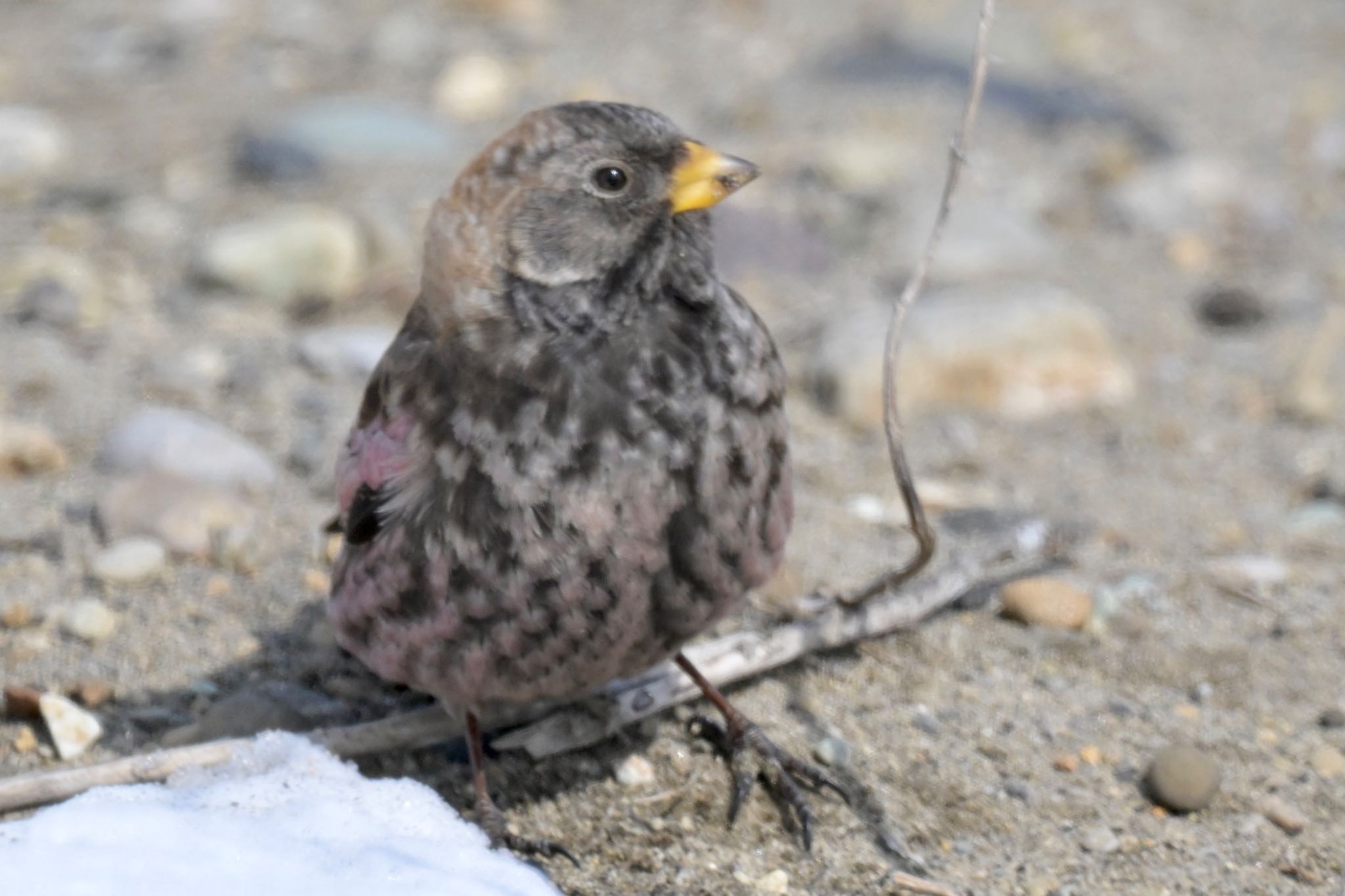 Photo of Asian Rosy Finch at  by 美妃8