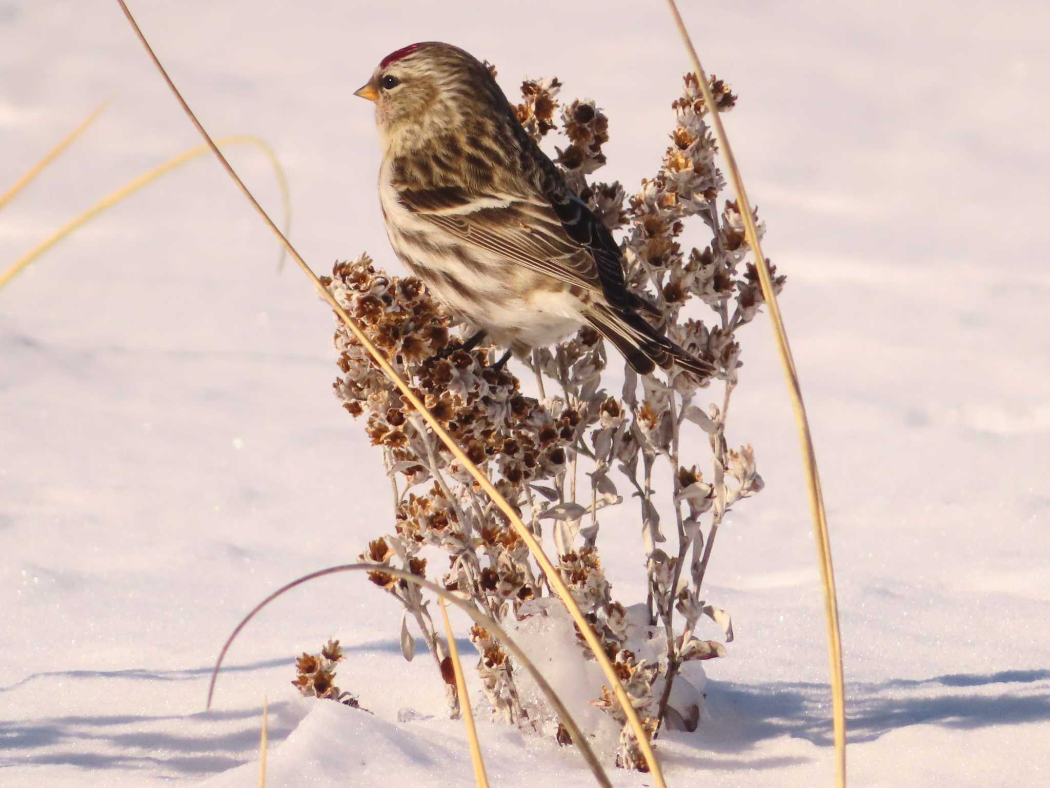 Photo of Common Redpoll at 鵡川河口 by ゆ