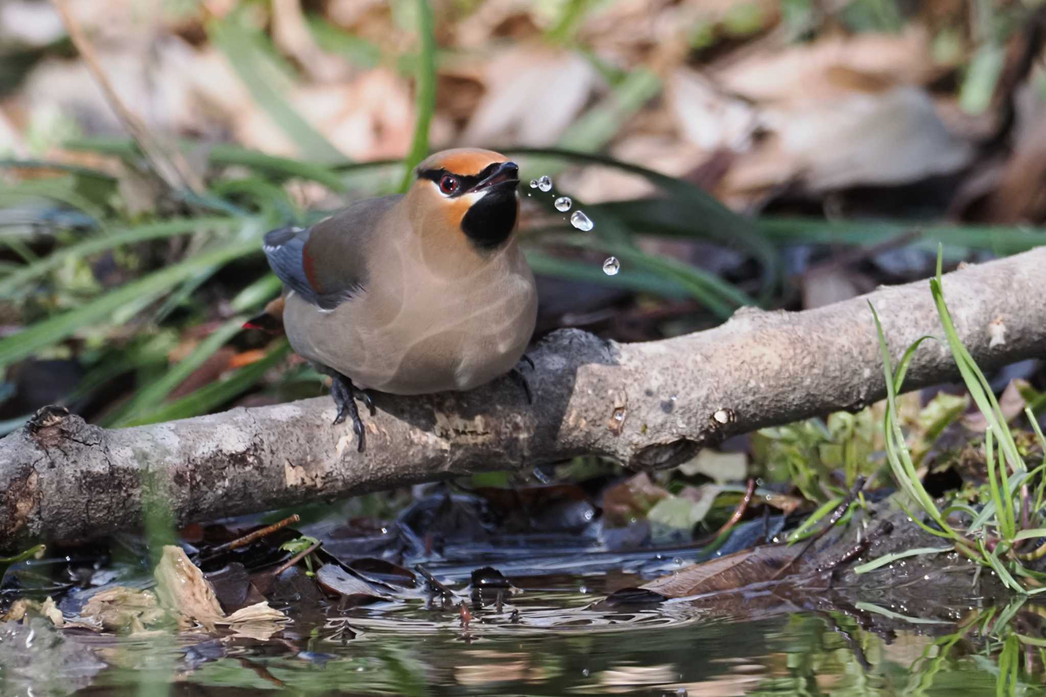 Japanese Waxwing