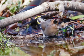 Bohemian Waxwing 多摩川トライアングル Sat, 3/9/2024