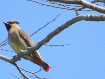 Japanese Waxwing 伊勢神宮内宮 Fri, 3/8/2024