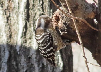 Japanese Pygmy Woodpecker 仙川平和公園(三鷹市) Sat, 3/9/2024