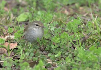 Japanese Bush Warbler 東京都立桜ヶ丘公園(聖蹟桜ヶ丘) Sat, 3/9/2024