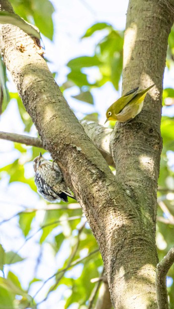 Japanese Pygmy Woodpecker 長等公園 Sun, 3/10/2024