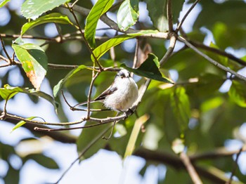 Long-tailed Tit 長等公園 Sun, 3/10/2024