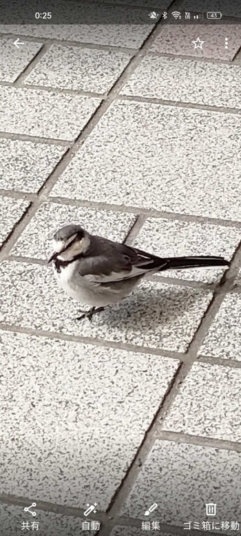 2024年3月10日(日) 瀬田駅の野鳥観察記録