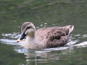 Eastern Spot-billed Duck 伊勢神宮内宮 Fri, 3/8/2024