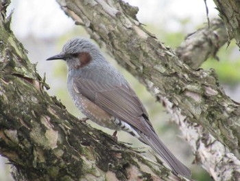 Brown-eared Bulbul なばなの里 Sat, 2/17/2024