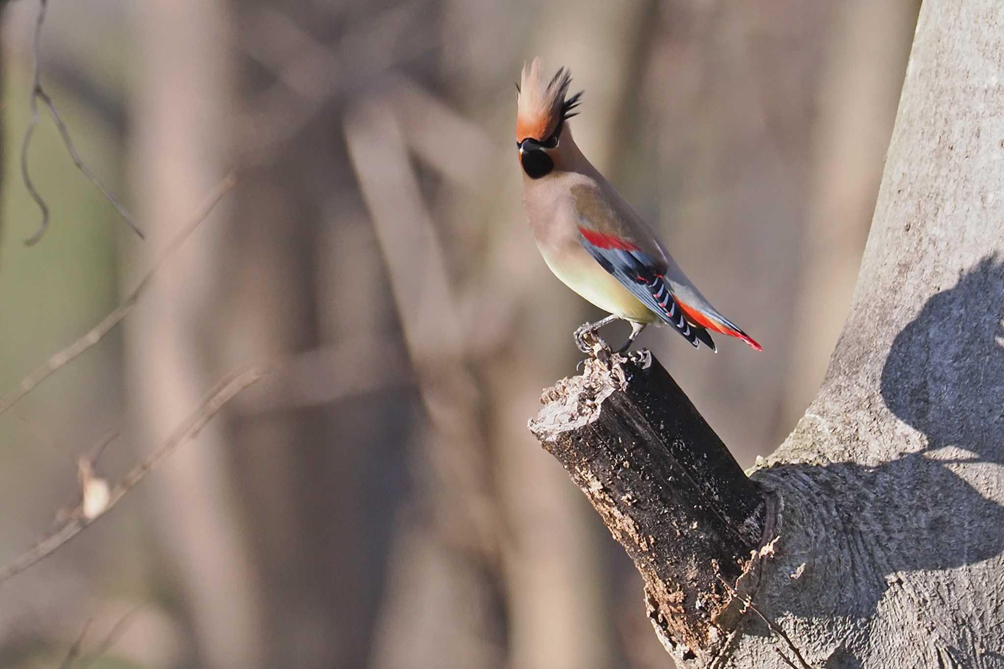 Japanese Waxwing